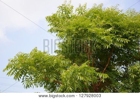 Neem plan tree in garden , Azadirachta indica