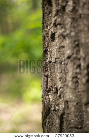 Lizard in nature sitting on a tree.