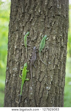 Lizard in nature sitting on a tree.
