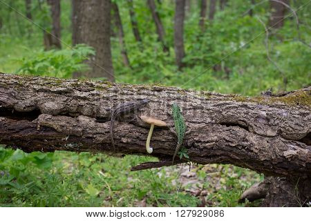 Lizard in nature sitting on a tree.