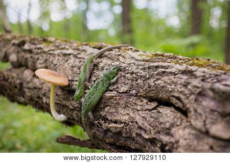 Lizard in nature sitting on a tree.
