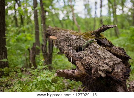 Lizard in nature sitting on a tree.