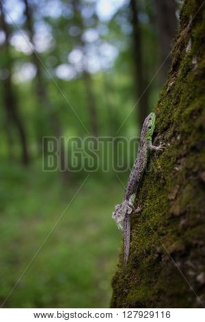 Lizard in nature sitting on a tree.