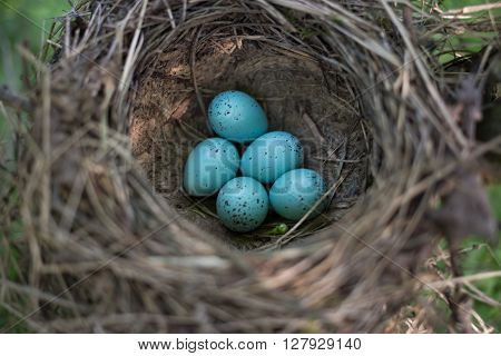 Bird's nest in its natural habitat in the spring season.