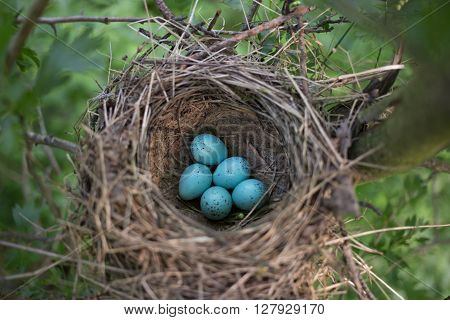 Bird's nest in its natural habitat in the spring season.