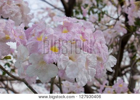 Pink trumpet tree flower blooming in Thailand's summer