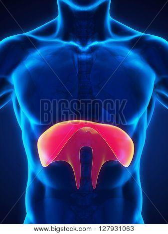 Human Diaphragm Anatomy Illustration . 3D render