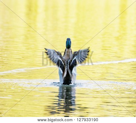 Mallard Duck - Anas Platyrhynchos - Fly Out Of Yellow Water, Bird Scene