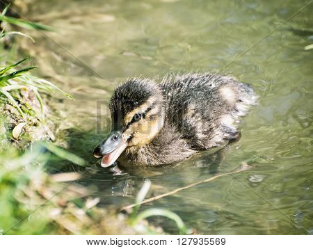 Mallard Duckling – Anas Platyrhynchos – In The Water, Beauty In Nature