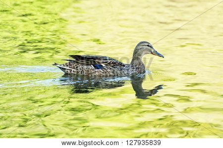 Mallard Duck - Anas Platyrhynchos - Swims In Yellow-green Water, Reflections In Water