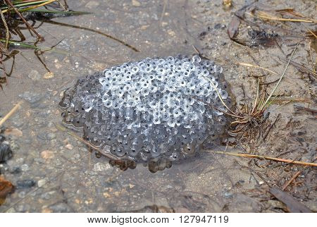 Frog Spawn