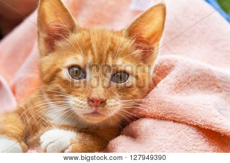 Cute yellow kitten cat with white paws in pink towel