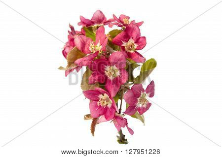 Wild apple flowers isolated on white background