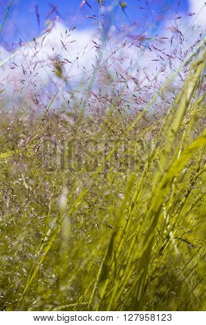 A background with a colorful bright meadow grass