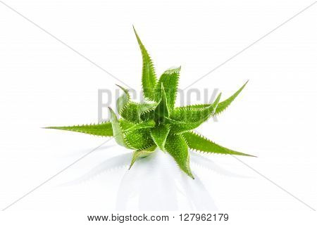Aloe vera plant isolated on white background