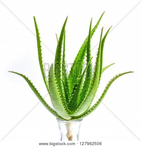 Aloe vera plant isolated on white background