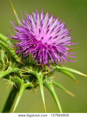 Milk thistle in full bloom, silybum marianum