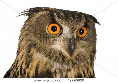 Coruja de águia Eurasian - Bubo bubo (22 meses) na frente de um fundo branco