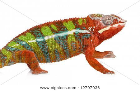 Caméléon Furcifer Pardalis - Ambilobe (18 mois) devant un fond blanc