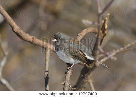 ตามืด Junco