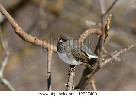 ตามืด Junco