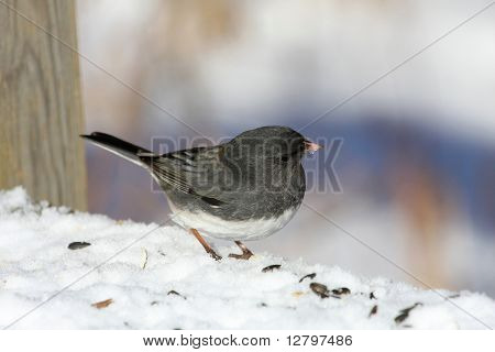 Ojos oscuros Junco
