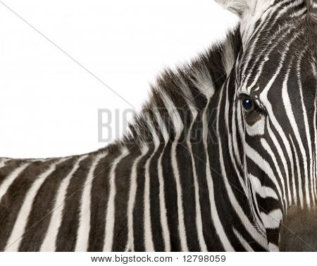 Zebra (4 år) framför en vit bakgrund