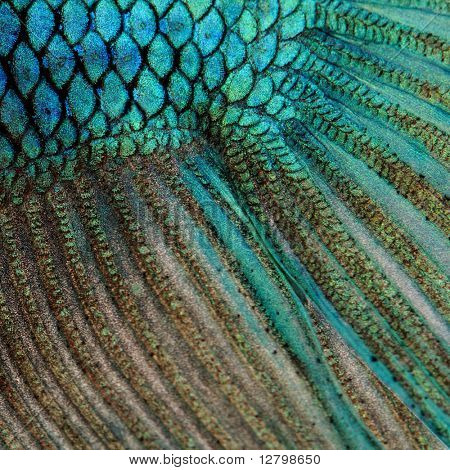 Detail na kůži ryb - modrá siamská boj ryb - Betta Splendens před bílou poza