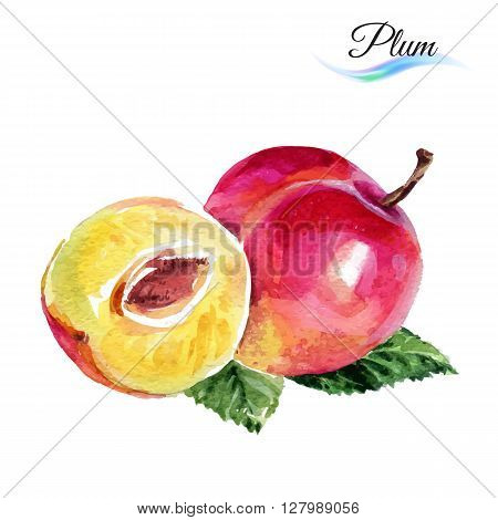 Plum drawing watercolor isolated on white background