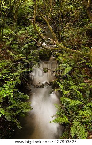 Kareaara stream in the White Pine Forest reserve Hawkes Bay New Zealand