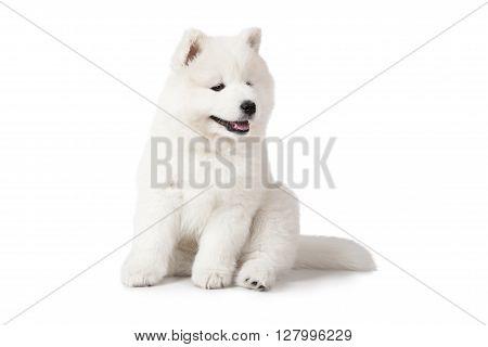 Seven months old Samoyed puppy dog isolated on white