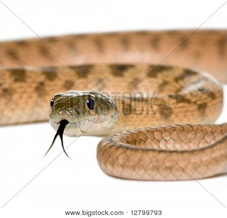 Primer plano de serpiente rata, Hemorrhois algirus, sobre fondo blanco, studio shot