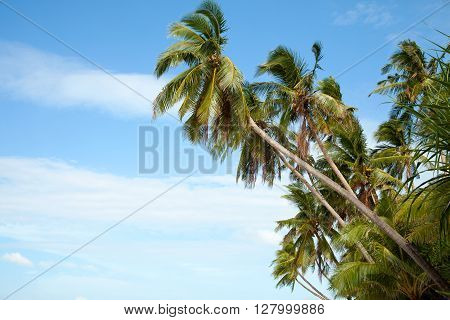Coconut palm trees on the tropical beach. Perspective view, under blue sky. Paradise scene. Boracay, Philippines