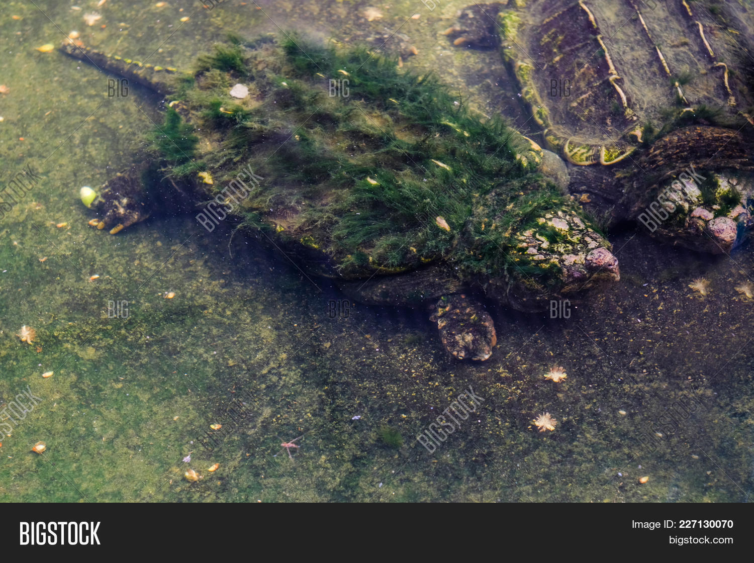 Snapping Turtle In Water