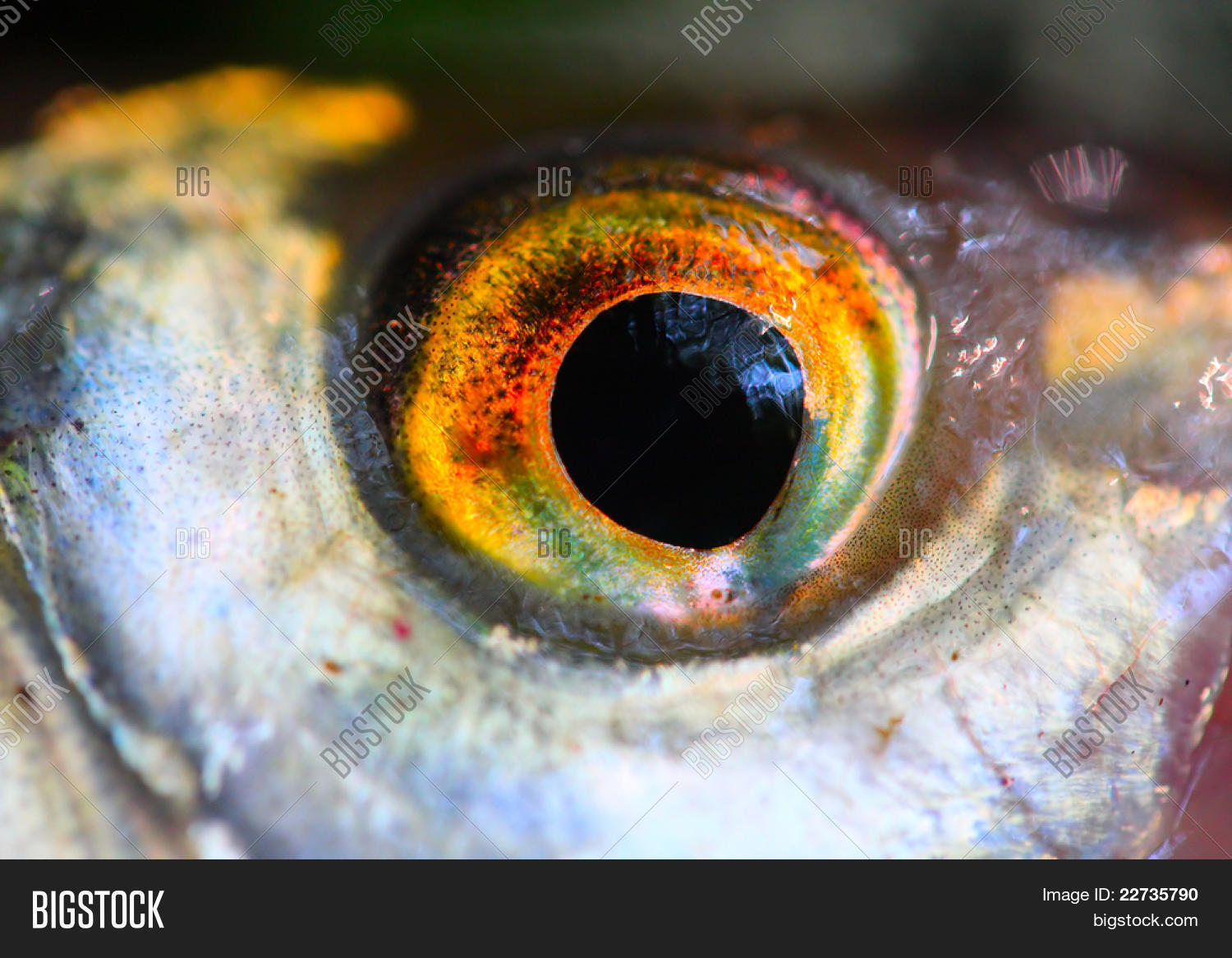 Fish Eye Close . Close Image & Photo (Free Trial) Bigstock
