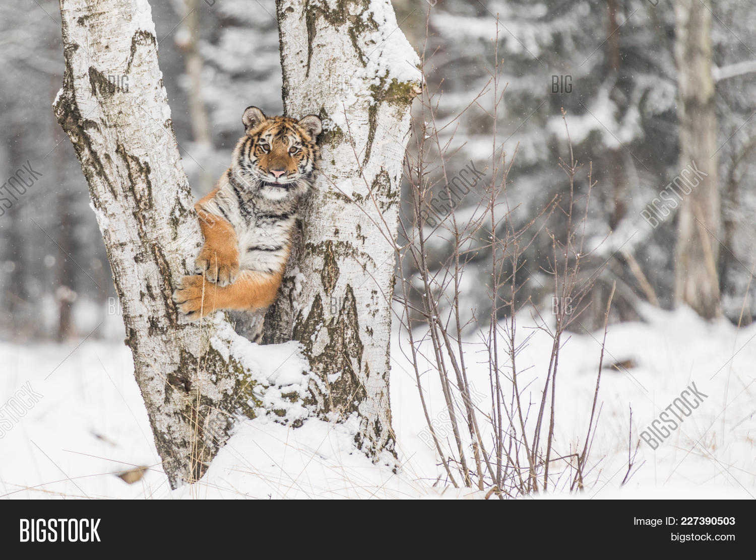 Tiger Climbs Tree Image & Photo (Free Trial) Bigstock