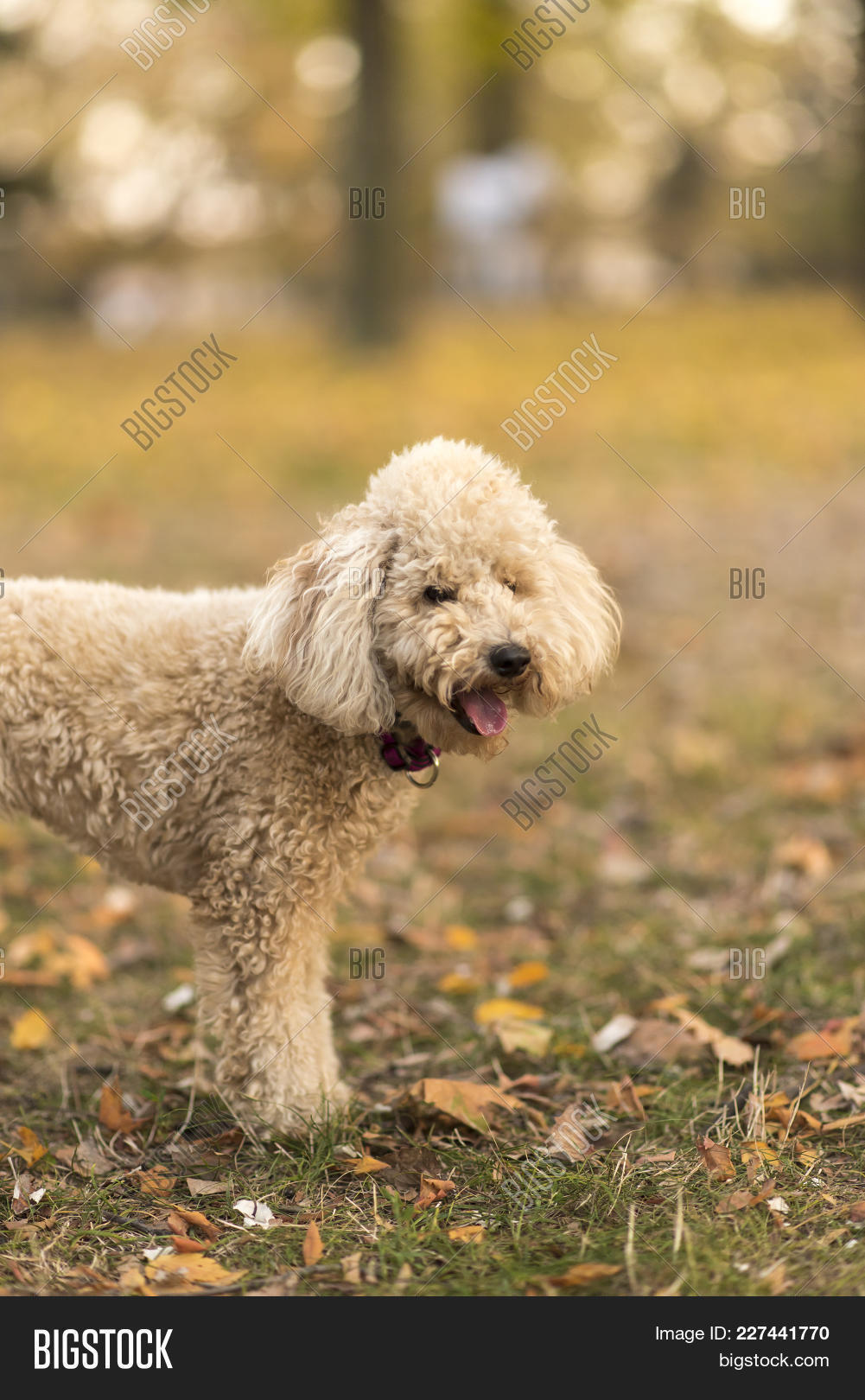 cream mini poodle