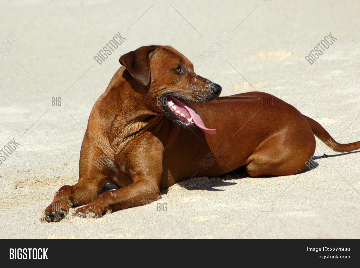 Image Preview
