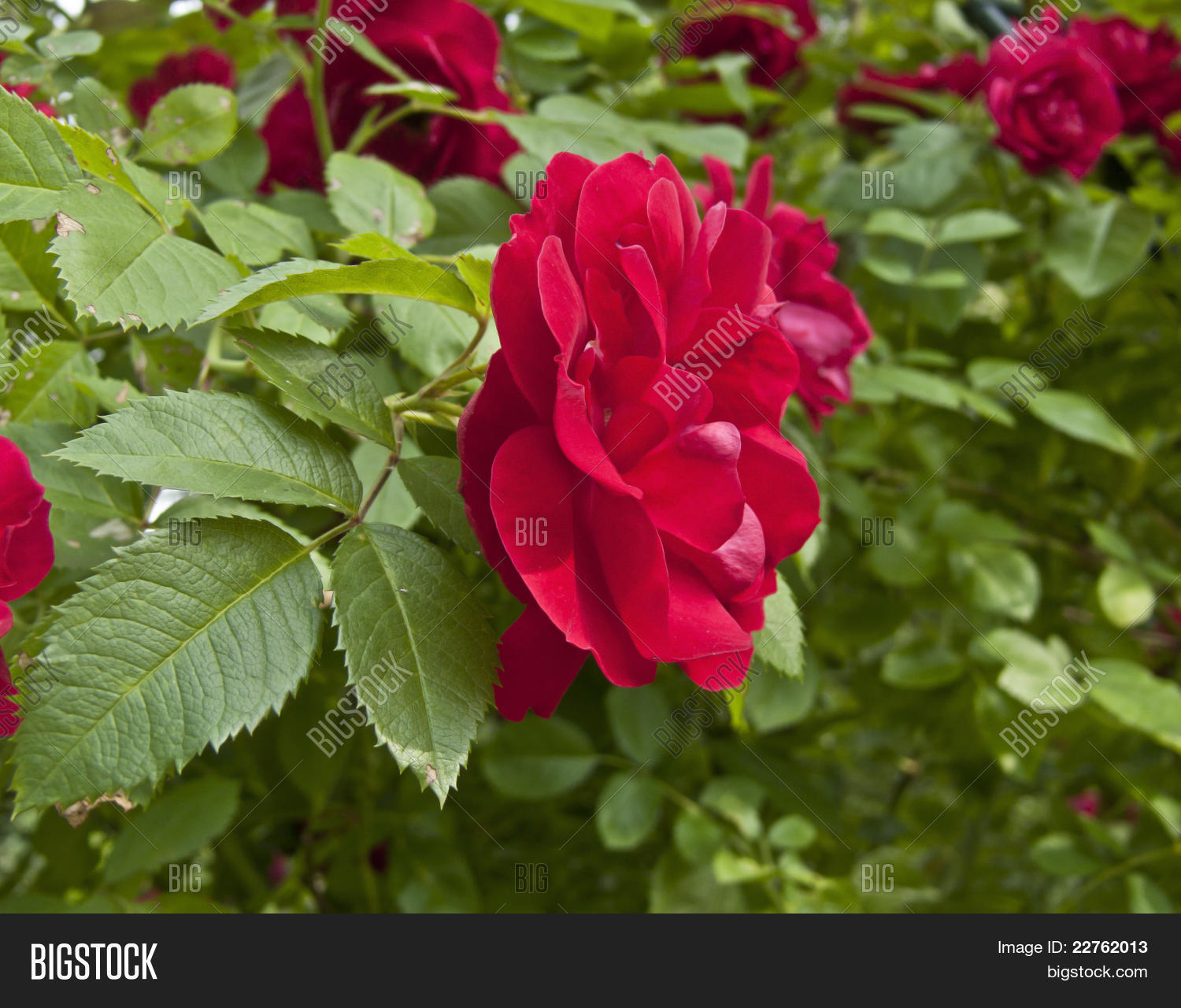 Image Preview