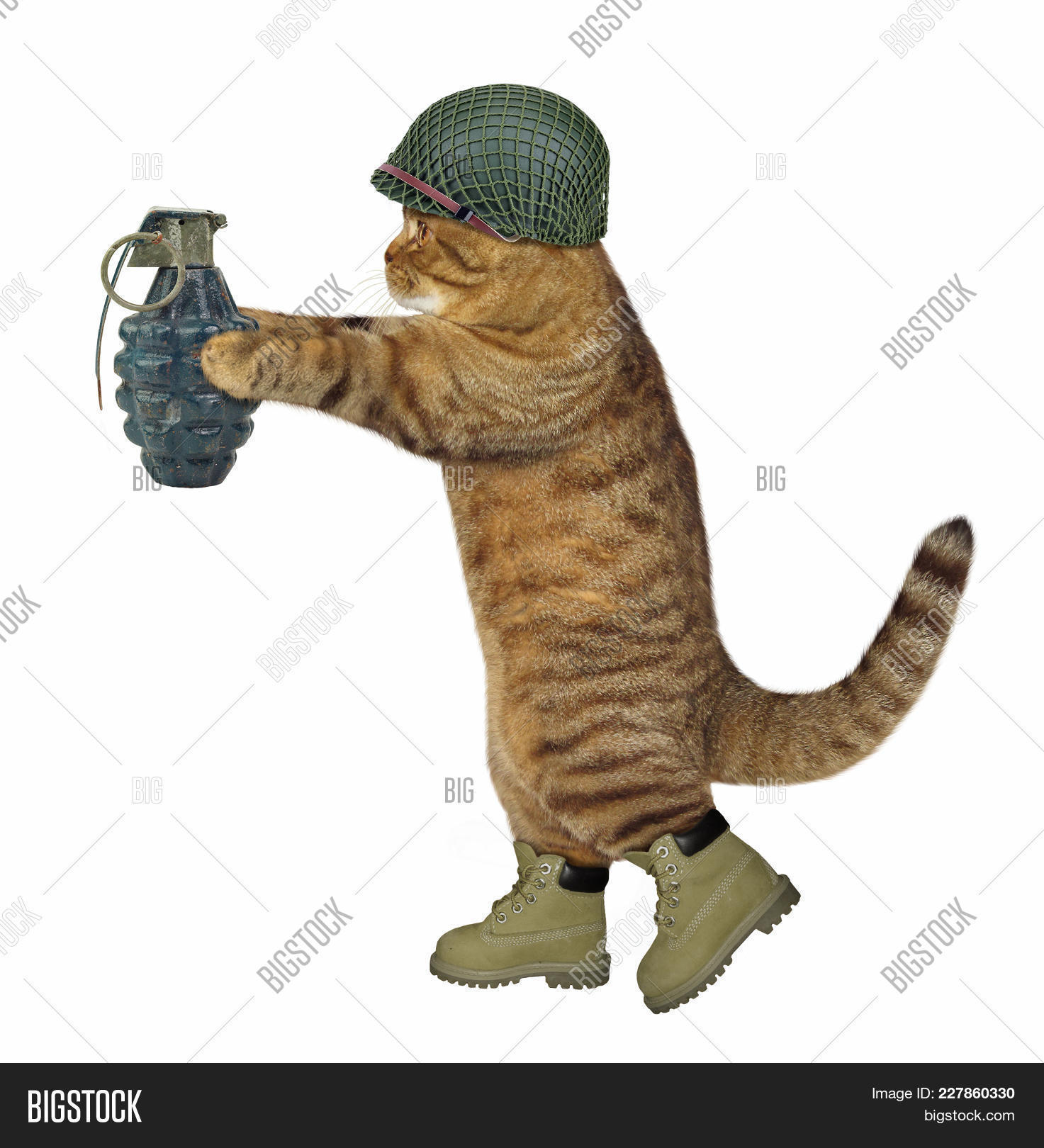 Cat Soldier Army Image & Photo (Free Trial) | Bigstock