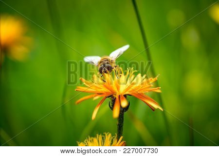 Wasp collects nectar from flower crepis alpina
