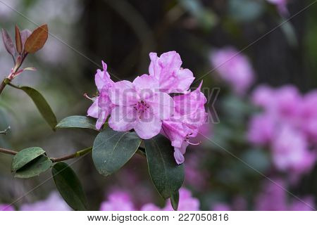 Close-up Of Beautiful Pink Azalea Blossoms In The Garden Inspring