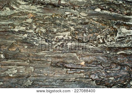 Background, Texture - Rough Surface Of The Petrified Wood
