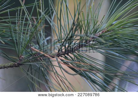 A close up of a scots pine tree showing the needles coming out from the branch