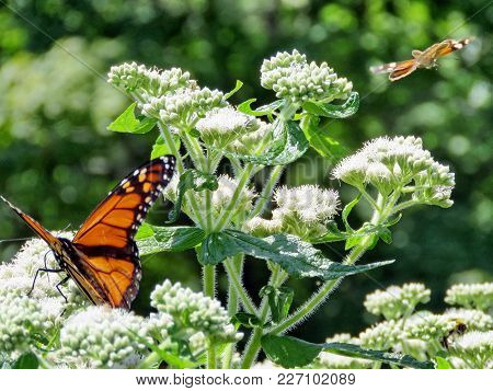Monarch Butterfly On White Snakeroot Flower On A Shore Of The Lake Ontario In Toronto, Canada, Augus