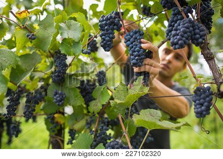 Handsome young vintner harvesting vine grapes in his vineyard (color toned image)