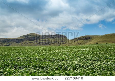 Soybean Plantation Road Montain Brazil
