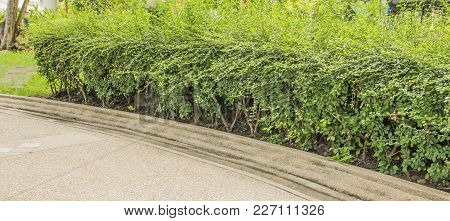 Small Trees Inside Concrete Walkway In Garden