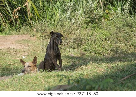 A Stray Dog In The Open Air Watching