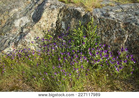 Pansies (viola Tricolor) On The Stones Of Hanko Peninsula, Finland